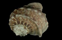 藏品(夜光蠑螺)的圖片